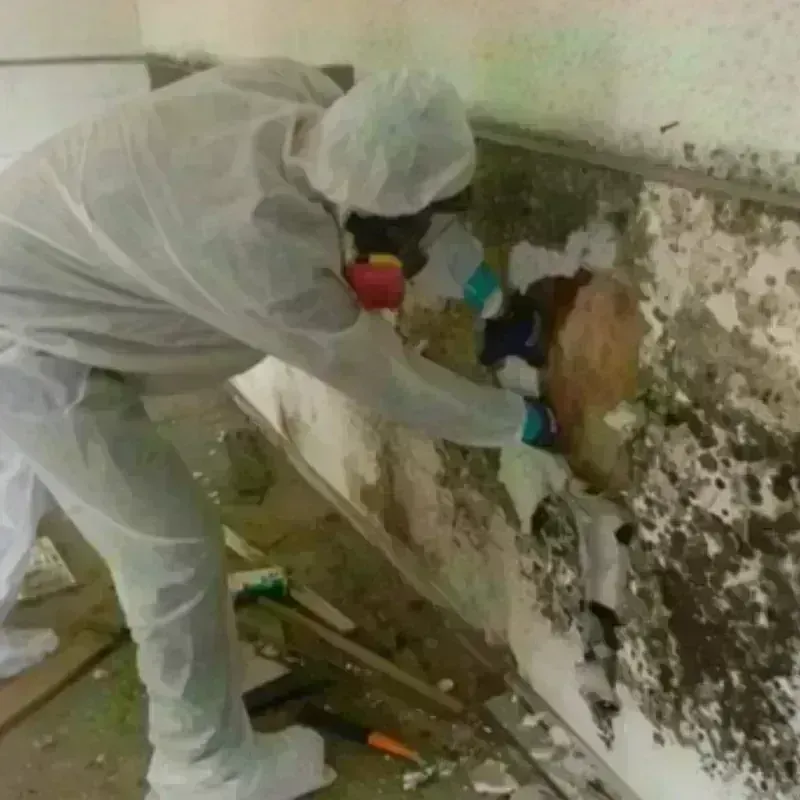 Mold Remediation and Removal in Riverdale, IL